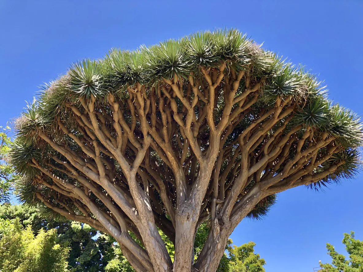 Le dragonnier des Canaries © iStock / Guasor