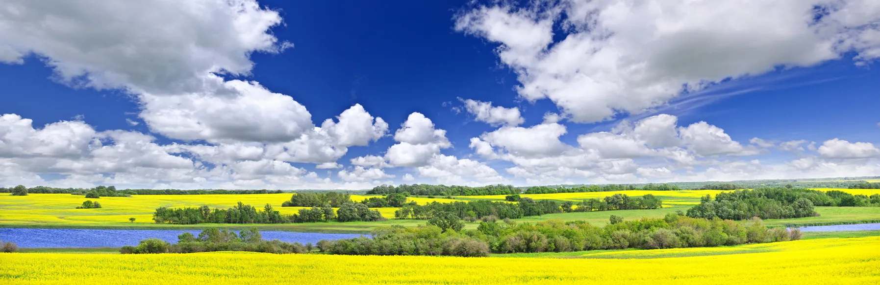 Champ de canola dans la province canadienne de  Saskatchewan © iStock / Elenathewise