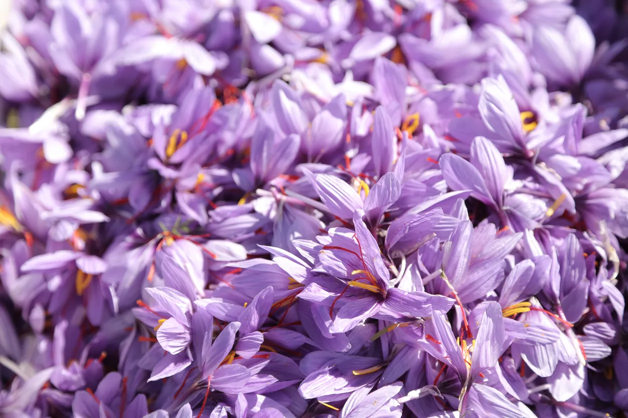 Safran marocain © iStock / Marouane Hammou