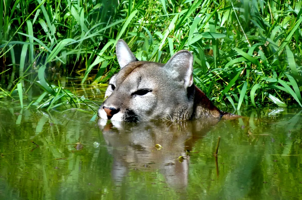 Puma blanc en Français Guyane © iStock / Sabrina Dommanget