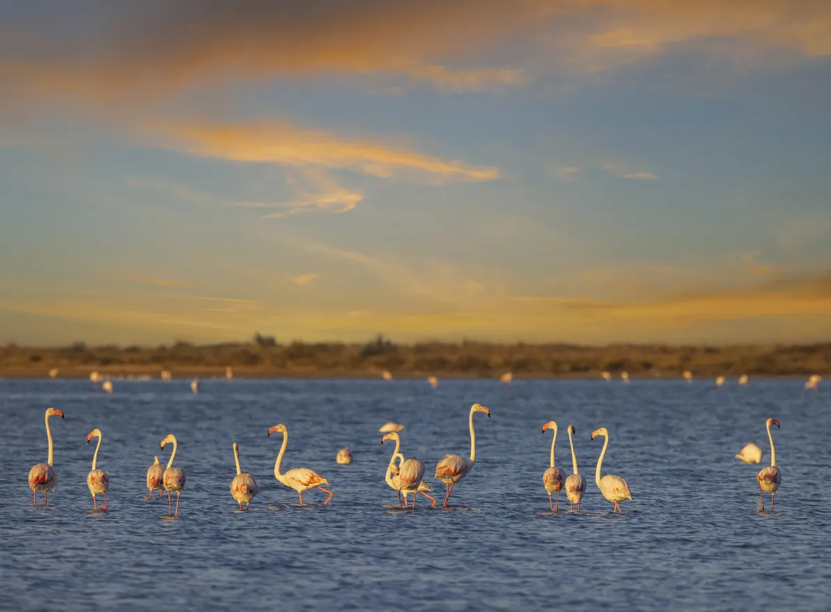Flamands roses dans le parc naturel régional de Camargue © iStock / phbcz