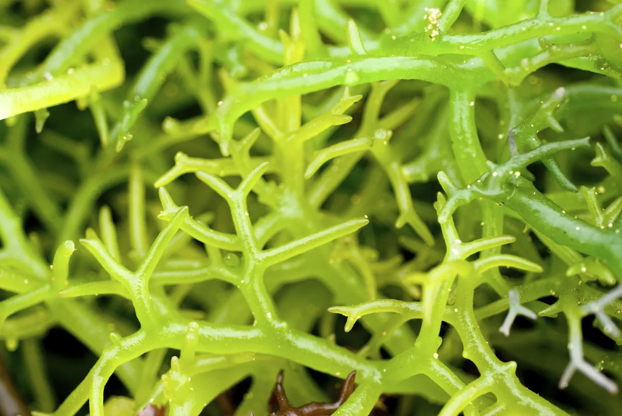 Algues alimentaires © iStock / plasmatic-t2