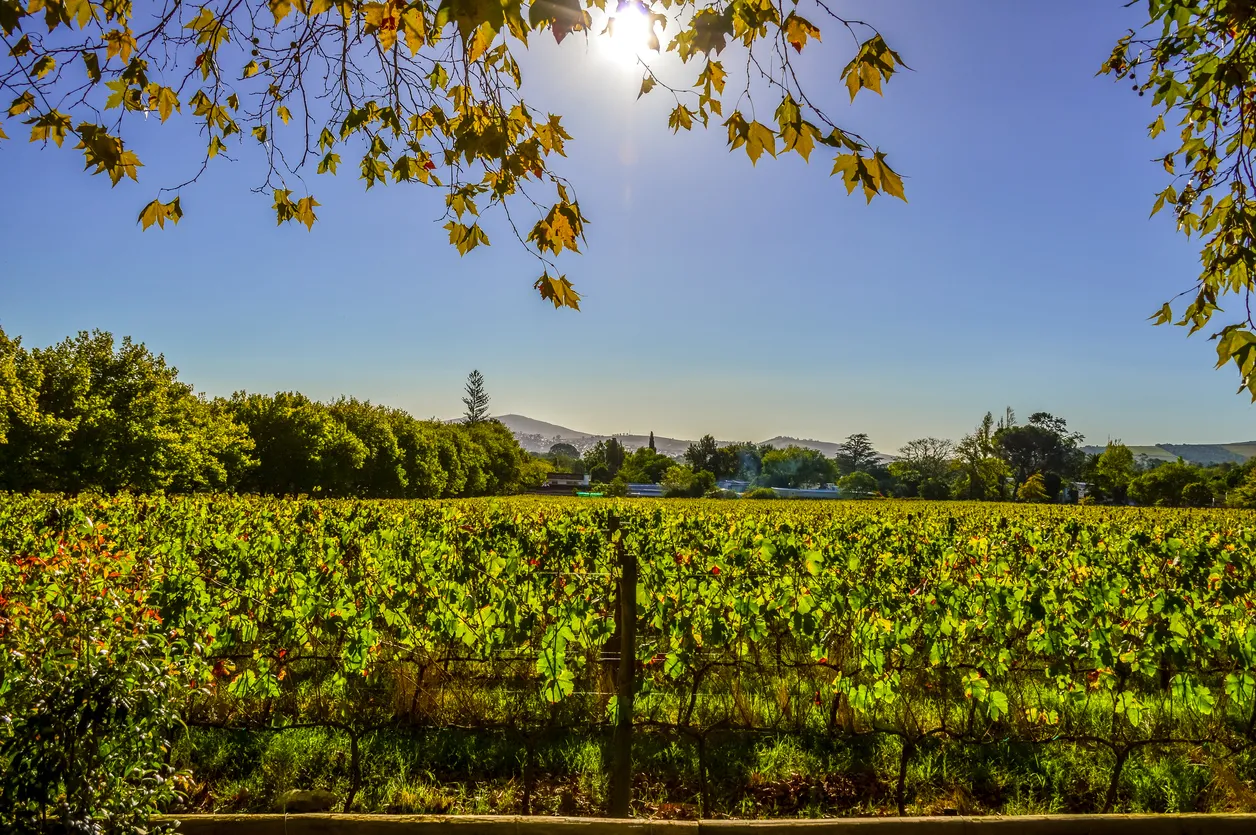 Vignoble à Stellenbosch, près du Cap, Afrique du Sud; cépage : pinotage © iStock / Shams