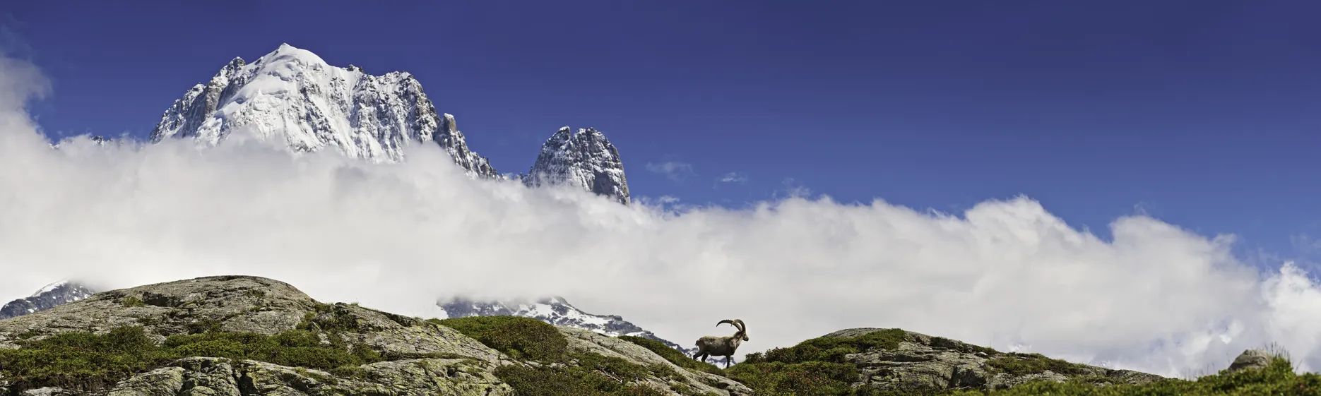 Bouquetin des Alpes près de l'aiguille du midi © istock / fotoVoyager