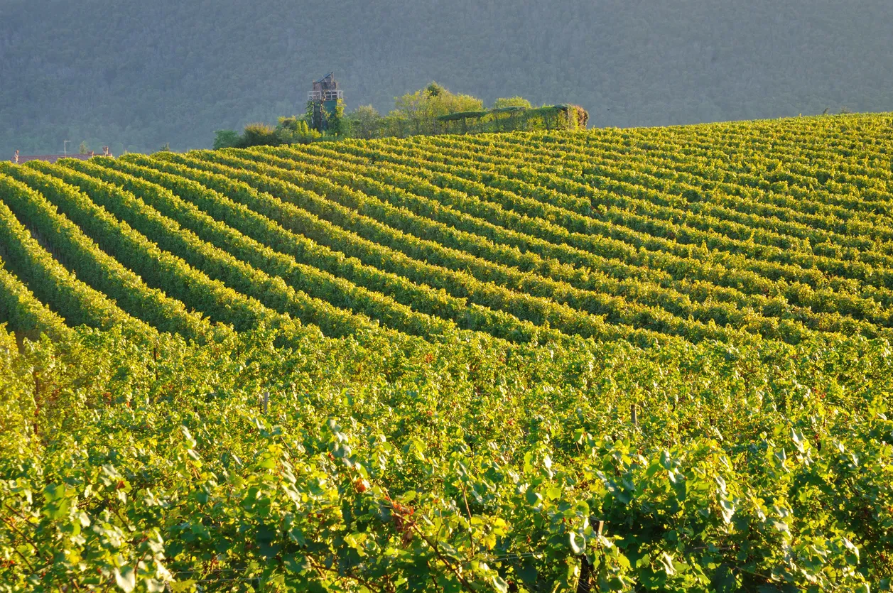 Vignoble en Franciacorta, Lombardie, Italie du Nord
© iStock/RCerruti