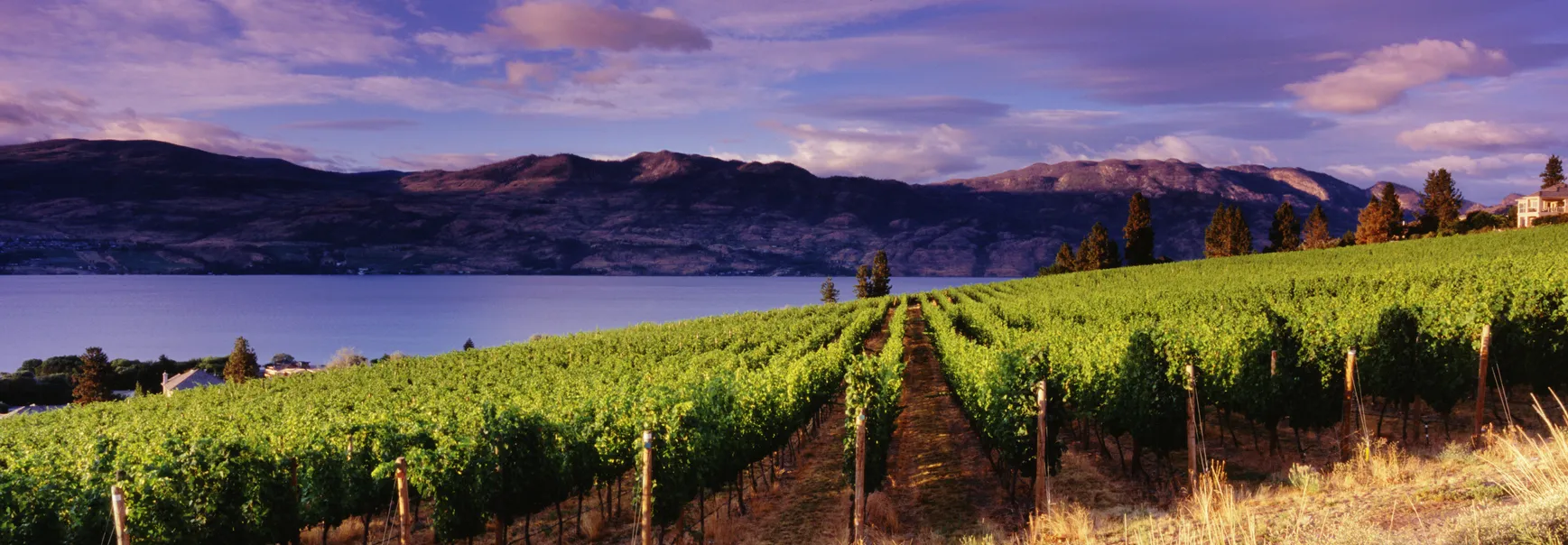 Vignoble près de Kelowna © iStock / Jason_V