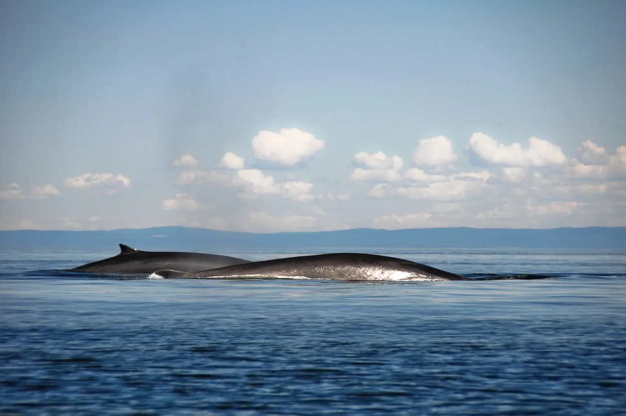 Deux rorquals dans le fleuve Saint-Laurent © iStock / AlbertoLoyo