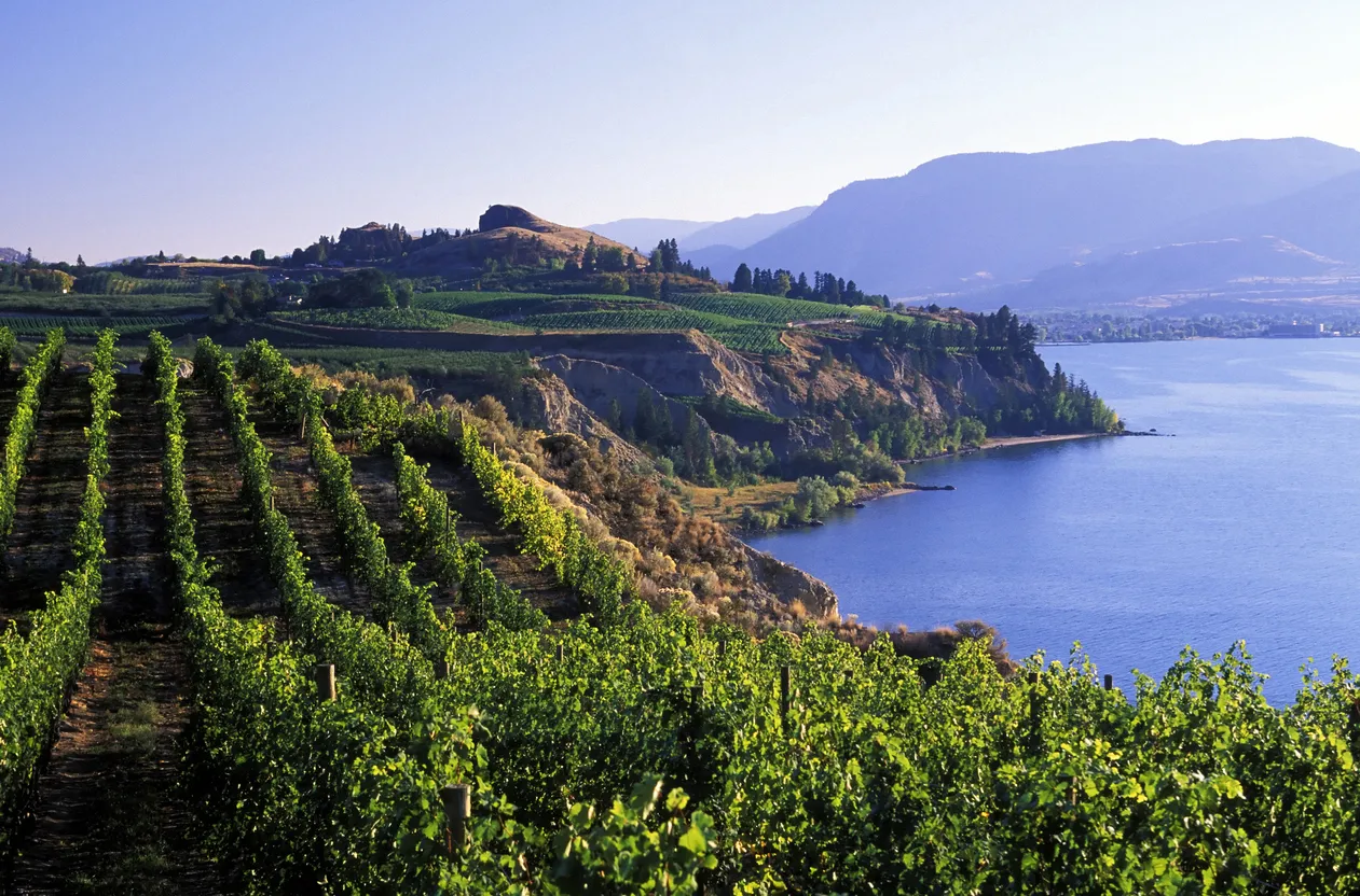Vue sur les vignobles de Naramata, vallée de l'Okanagan, Colombie-Britannique, Canada.  © iStock / laughingmango