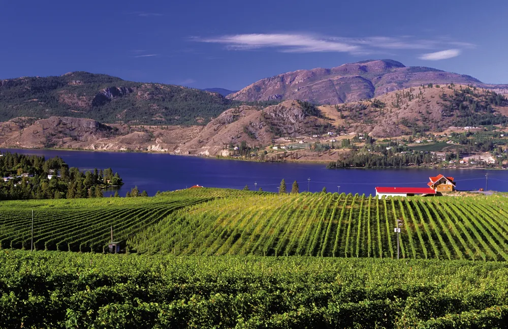 Les vignobles dans la Vallée de l'Okanagan  
© iStockphoto - Goofy79
