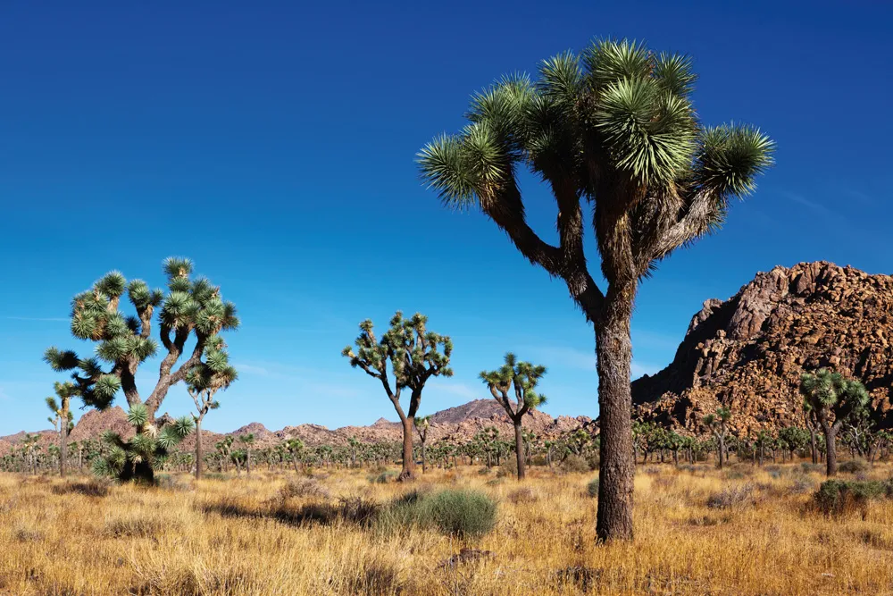 © iStockphoto.com/LucynaKoch | iStockphoto