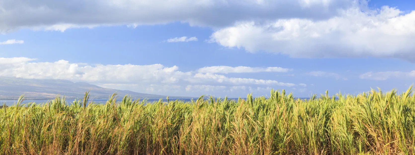Champ de canne à sucre à Maui, Hawaii  © iStock / PictureLake