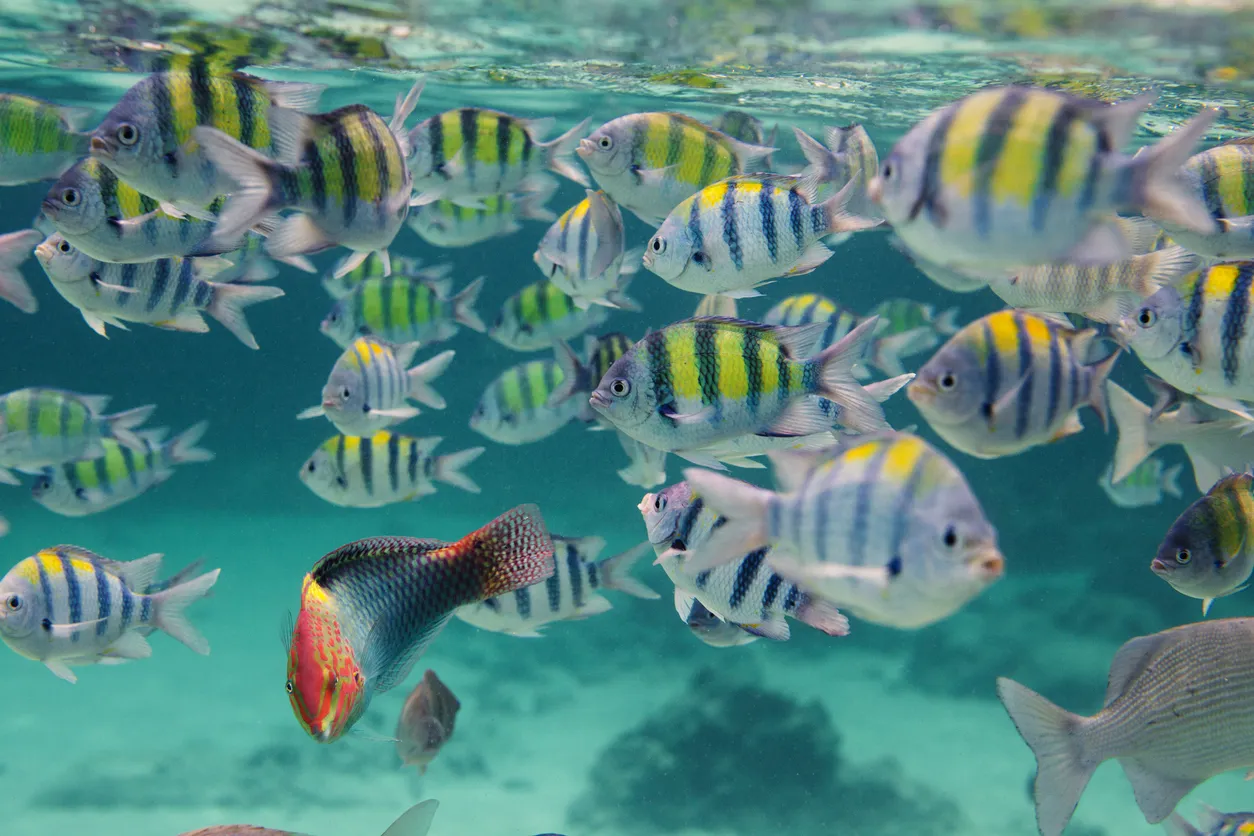 Banc de poissons tel qu'on en aperçoit lors des plongées en Thaïlande © iiStock / danilovi
