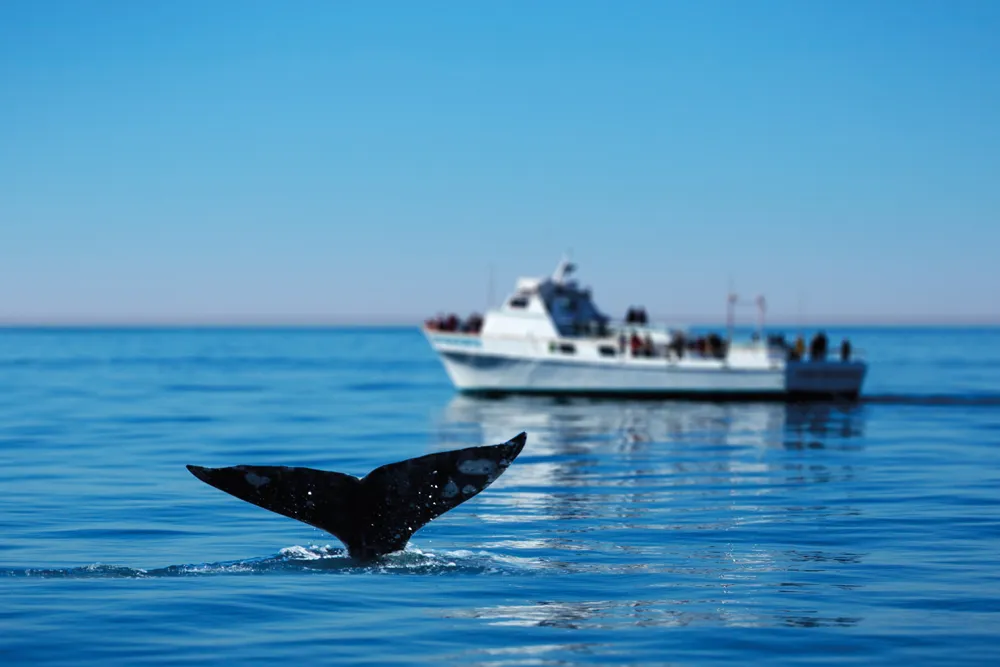 Observation des baleines. 
©iStockphoto / skodonnell