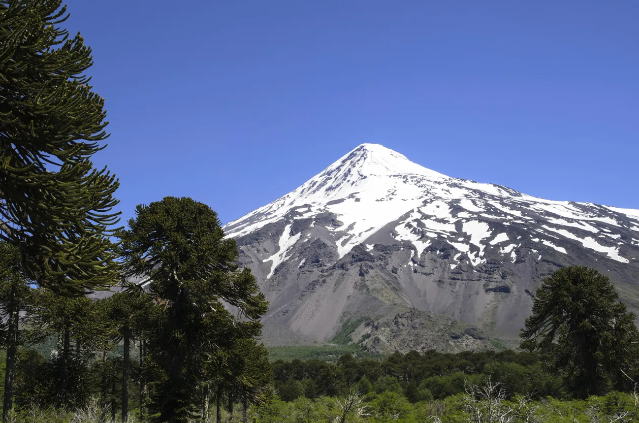 Vue sur le volcan Lanin et des araucarias en avant-plan. © iStock / Buenaventuramariano