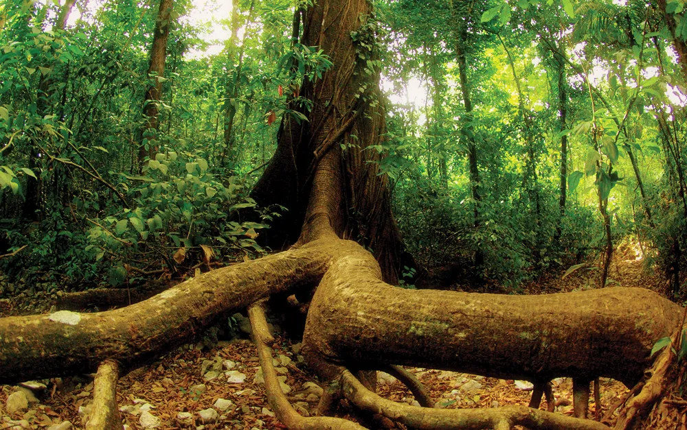 Réserve naturelle Absoluta Cabo Blanco © iStockphoto / CarolinaGNP