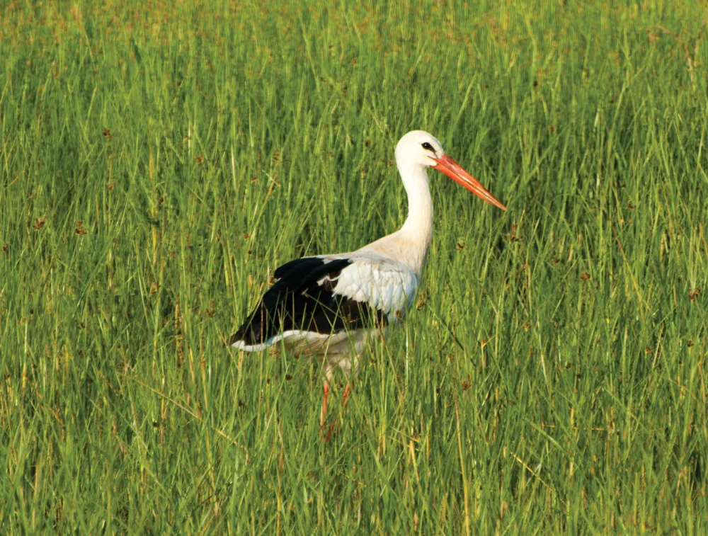 La Cigogne © iStockphoto - jvazquezm