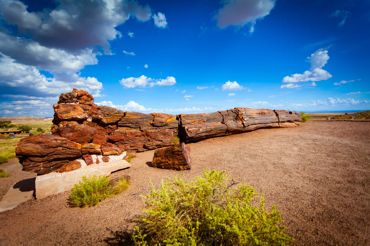 Arbre pétrifié dans le Petrified Forest National Park (Arizona) - photo © iStock-zodebala