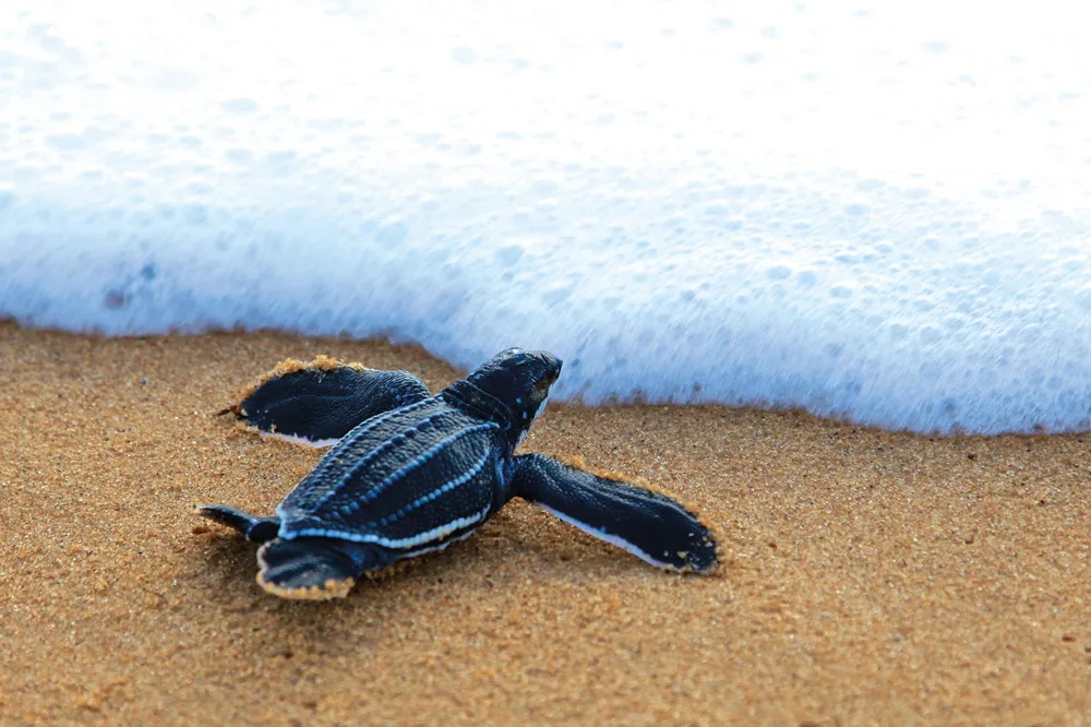 Tortue luth.
Crédit:	©iStockphoto.com/Herve06