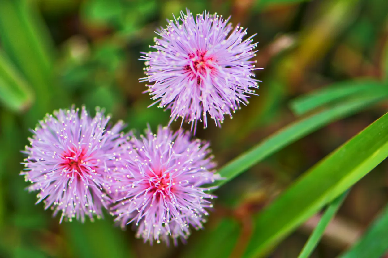 Mimosa quadrivalvis, une liane rampante originaire d'Amérique, connue sous le nom de bruyère sensible parce que les feuilles se plient lorsqu'elles sont touchées ou dérangées. © iStock / Ivorr