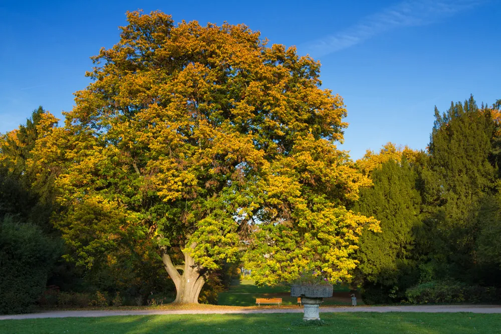 Parc de Francfort, Allemagne | © Maui01
