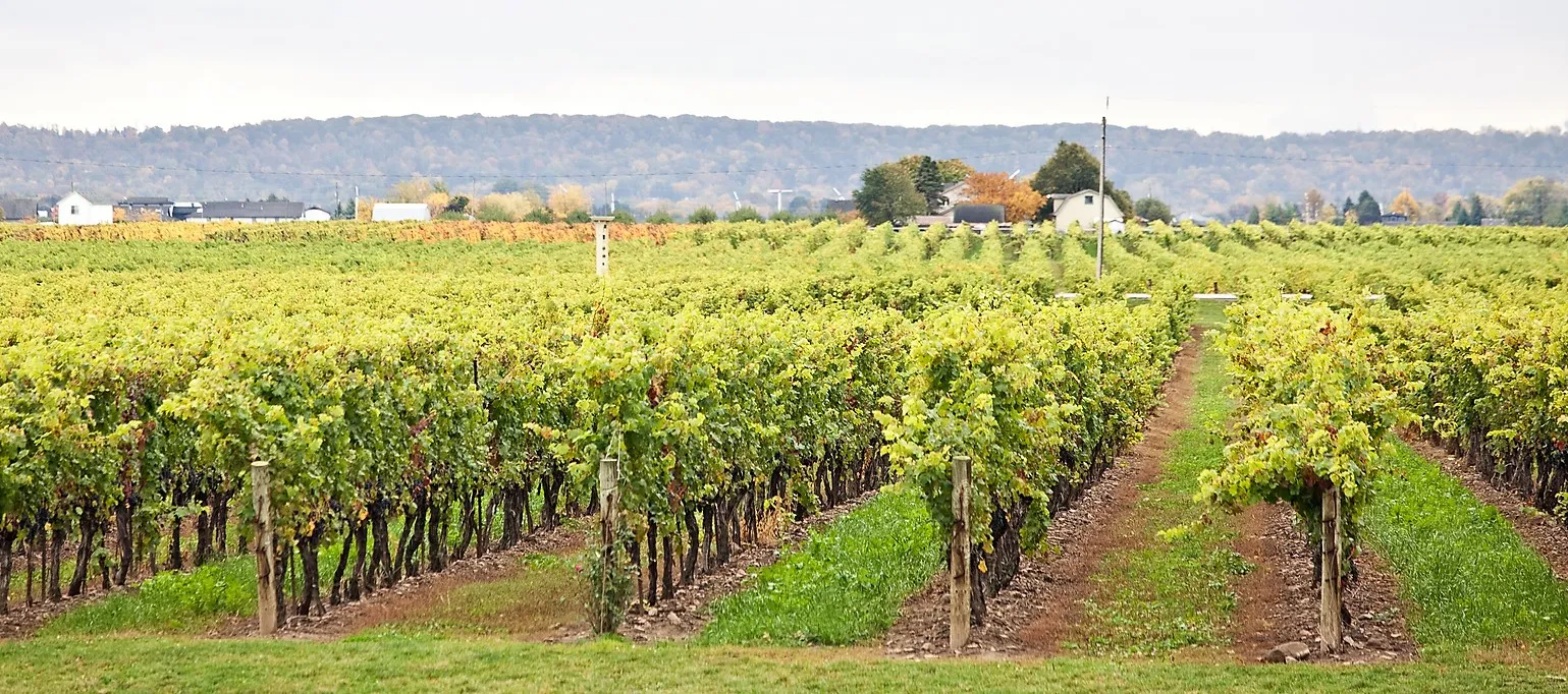 Vignobles dans la péninsule du Niagara, Ontario, Canada © iStock / ImagineGolf