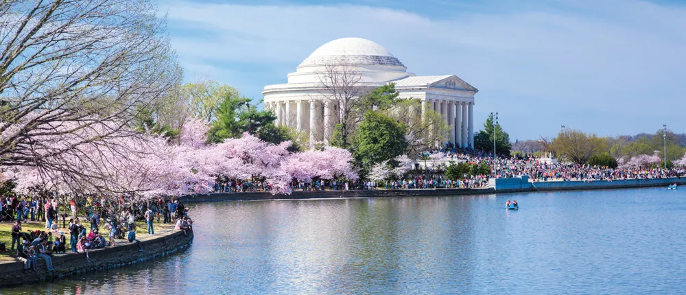 National Cherry Blossom Festival.  | © iStockphoto.com/drnadig