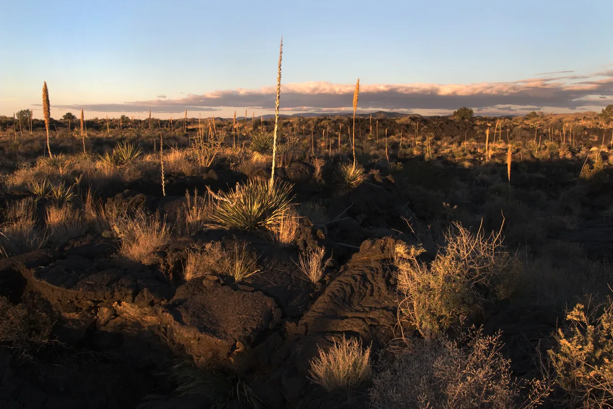 Champ de sotol © iStock / milehightraveler