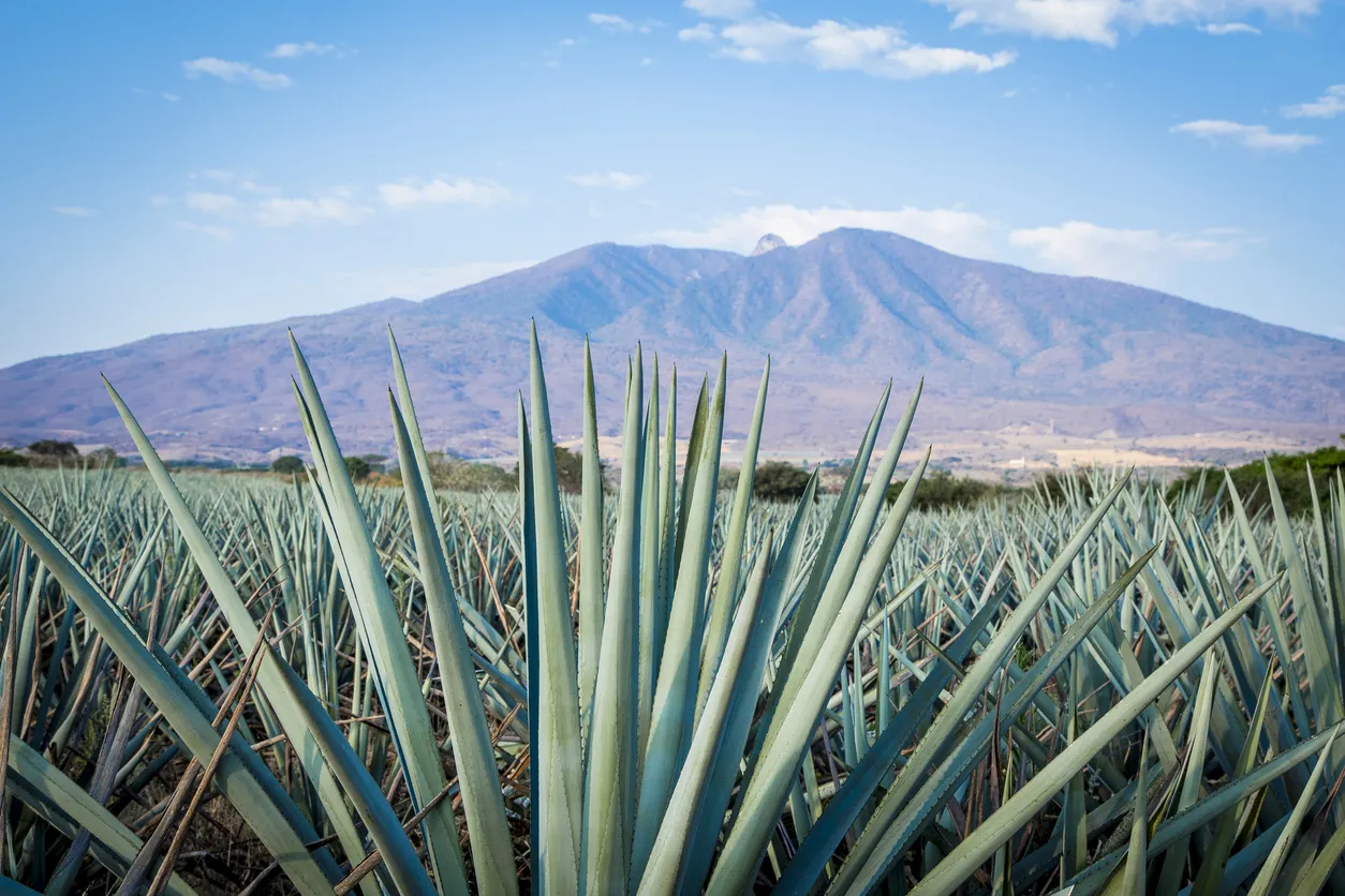 Champ d'agaves dans le Jalisco © iStock / camaralenta
