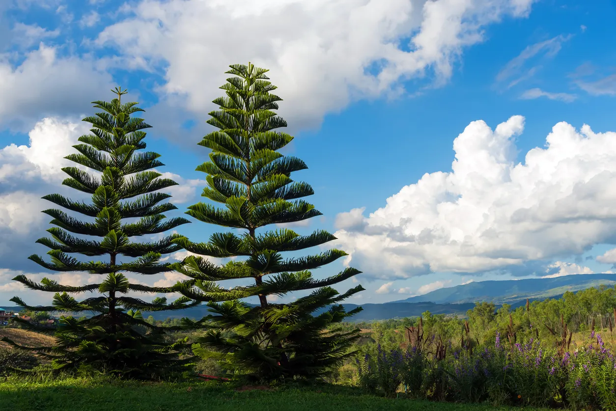 Araucaria heterophylla © iStock / Chanwoot1977