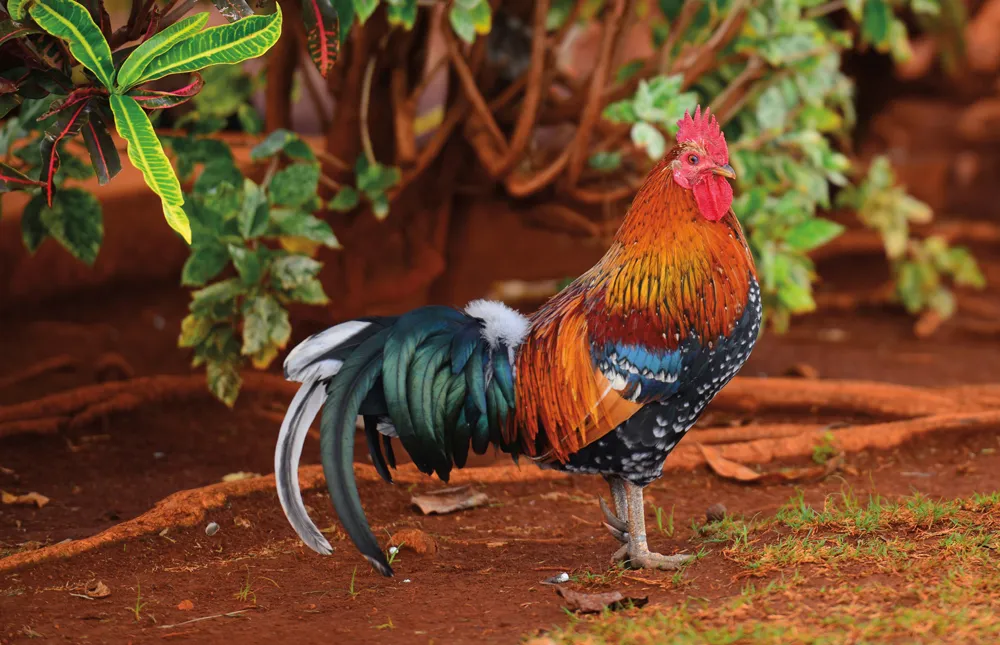 Coq.©iStockphoto/mauinow1