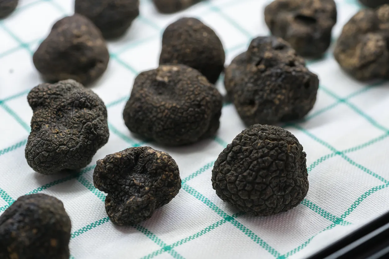 Tuber melanosporum, aussi appelé mélano, truffe ou rabasse © iStock / king144