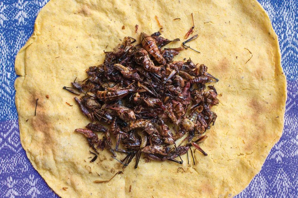 Criquets grillés©iStockphoto/shakzu