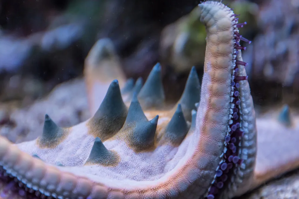 Étoile de mer à Playa Juan Dolio, République dominicaine | © MXW Stock