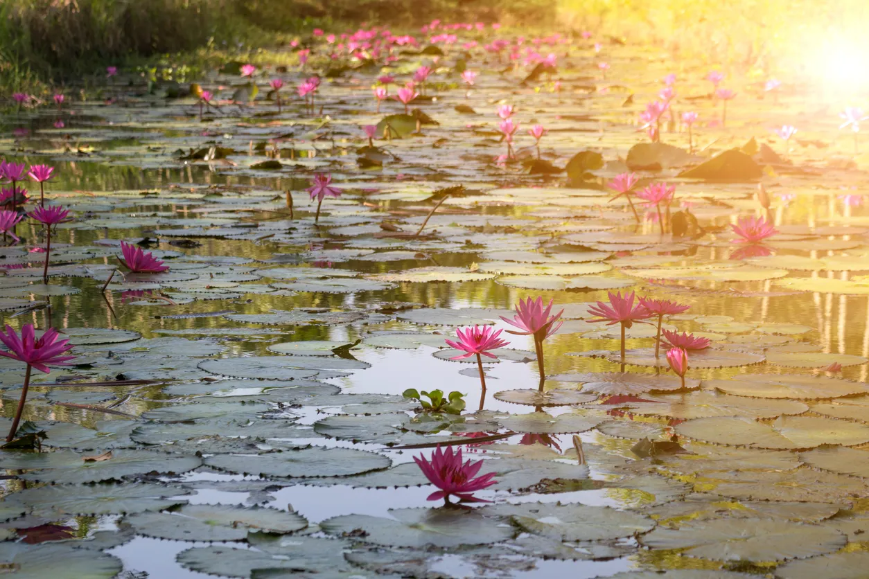 Fleur de lotus dans le jardin de Claude Monet à Giverny © iStock / PongMoji