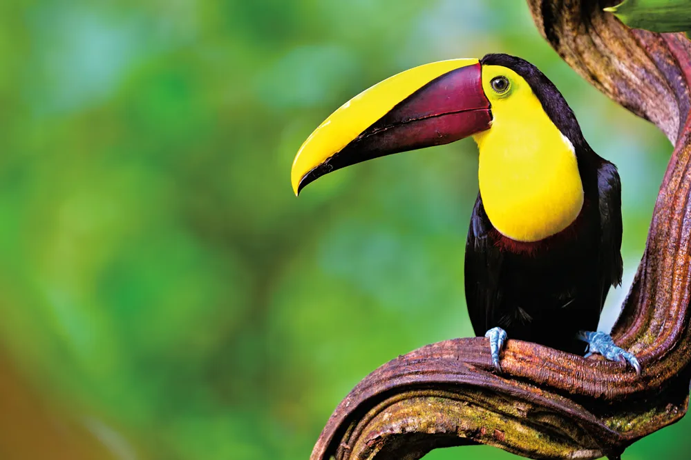 Toucan de Swainson, oiseau du Costa Rica © iStockphoto / Freder