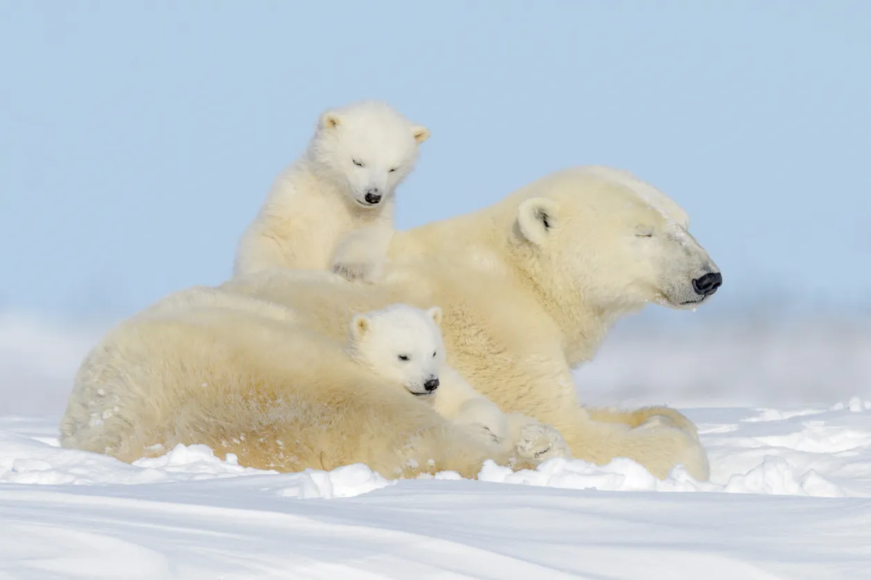 Une mère ourse avec ses deux oursons, dans le parc national Wapusk au Manitoba, Canada ©  iStock / AndreAnita