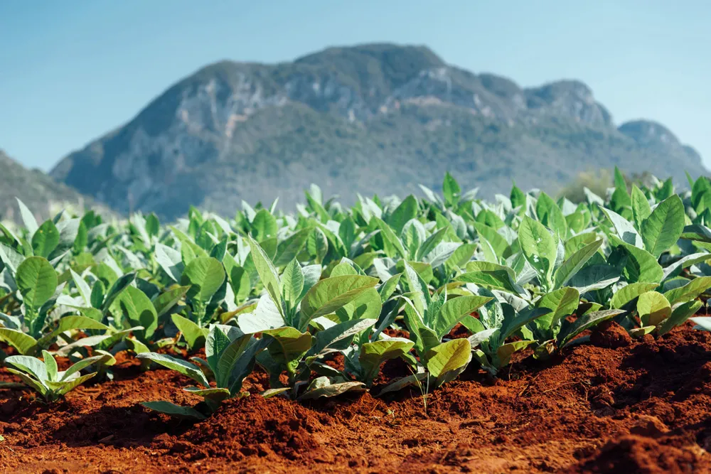 Champ de tabac, vallée de Viñales, Cuba | © Nikada