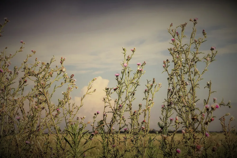 Chardons de la pampa, Argentine | © gracieross