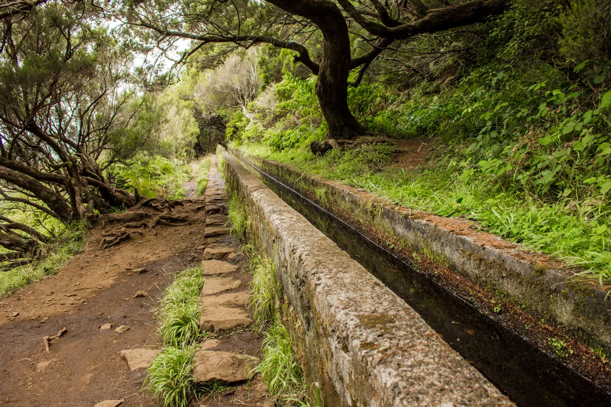 Une levada qui traverse la forêt de Madère © iStock / mahayt
