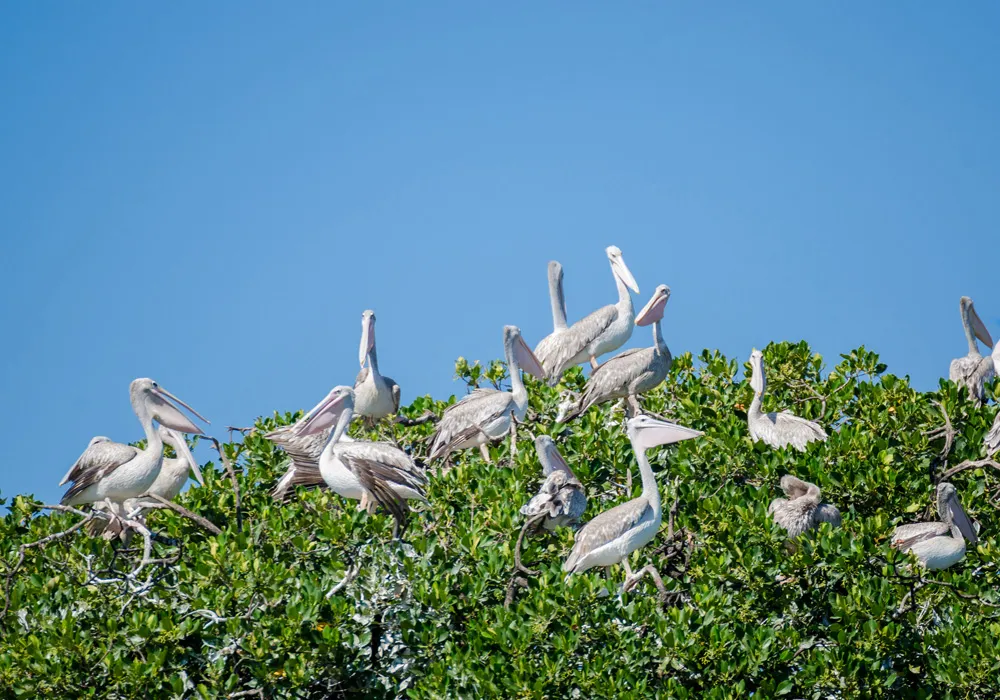Colonie de pélicans posés sur les arbres de la mangrove de Casamance, Sénégal, Afrique | © Fabian Pl