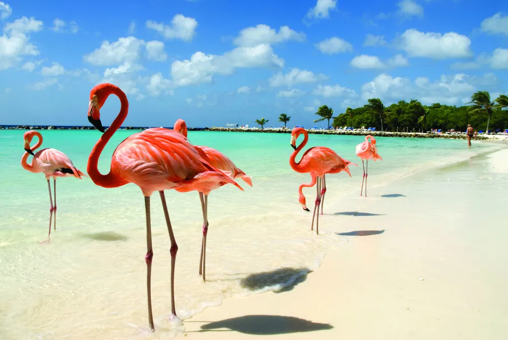 Flamants roses, Aruba 
©iStockphoto.com/VanWyckExpress