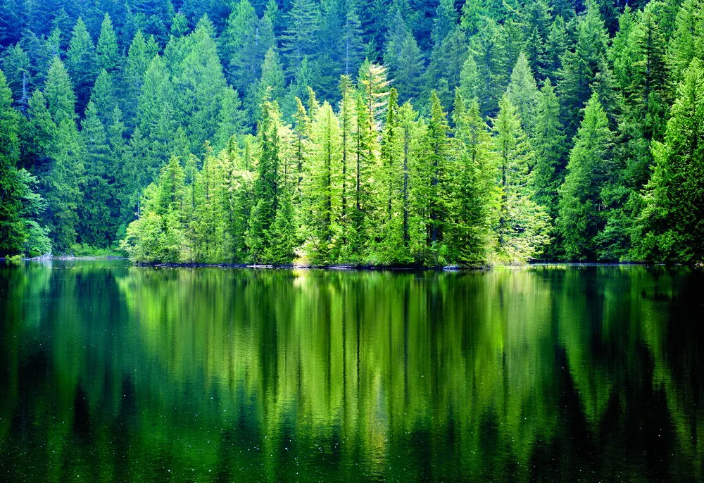 Sapins de Douglas. 
©iStockphoto / KarenMassier