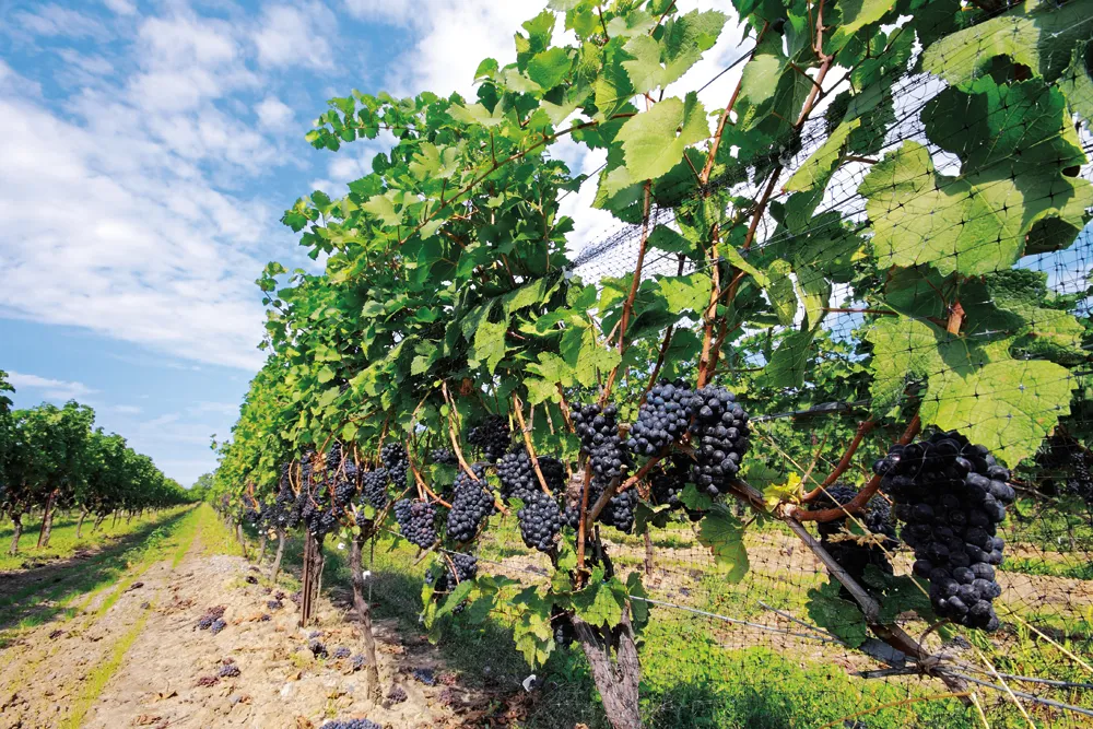 Le vignobles sur la route des vins dans la péninsule du Niagara.
© iStockphoto - Orchidpoet 