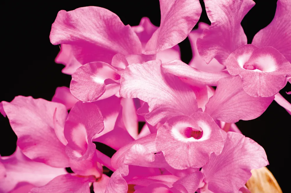 La fleur nationale, la Guaria morada.	©iStockphoto / OGphoto