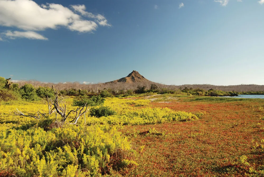 Le Cerro Dragón, sur l’Isla Santa Cruz.  | © iStockphoto.com/kgrahamjourneys