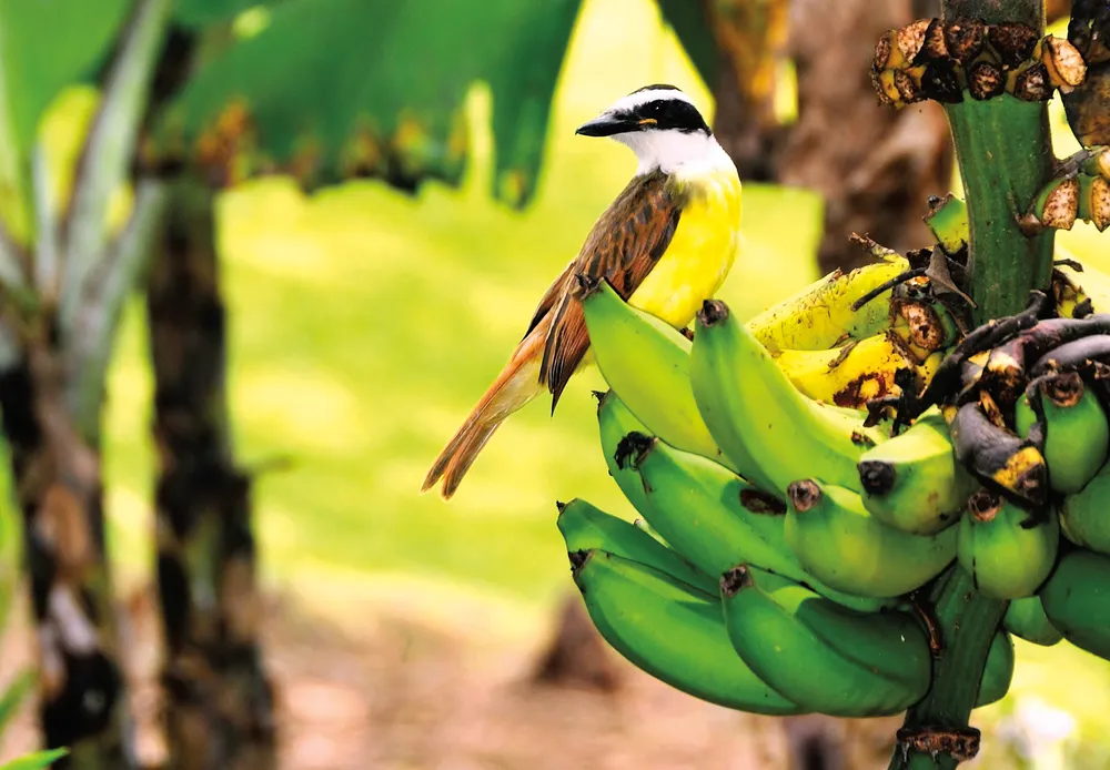 Un Tyran quiquivi sur un bananier.©iStockphoto/Raul Rosa