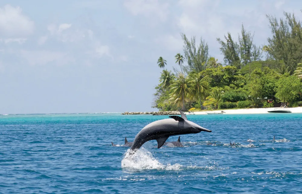 Dauphins, Huahine, Polynésie française  
©iStockphoto. com/dstone6  
