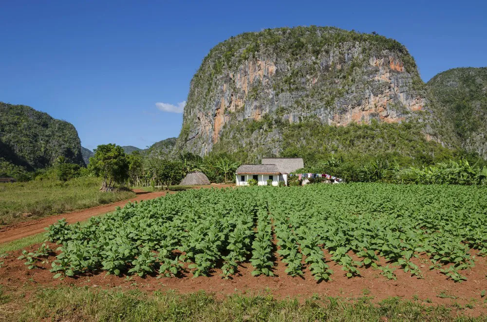 La vallée de Viñales | © iStockphoto.com/Anna_Jedynak