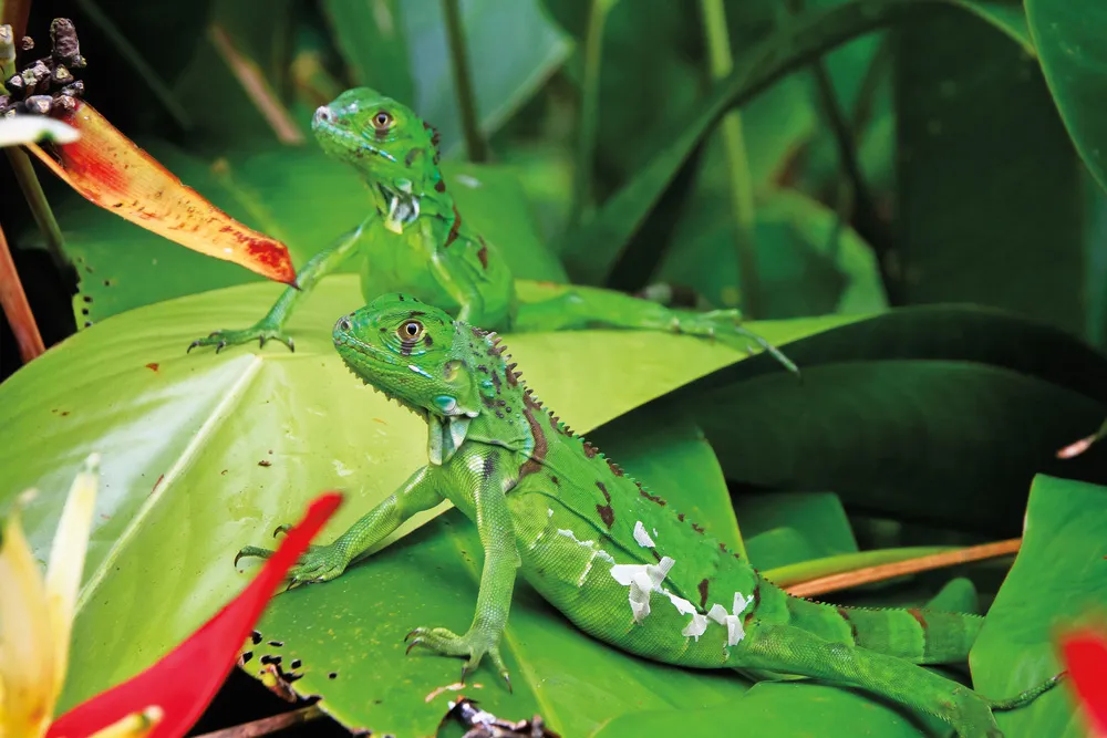 Des iguanes verts au Parque Nacional Tortuguero. | ©  Shutterstock.com/Kevin Wells Photography